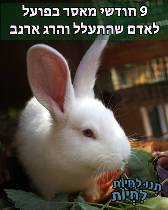 תשעה חודשי מאסר בפועל לאדם שהתעלל והרג ארנב