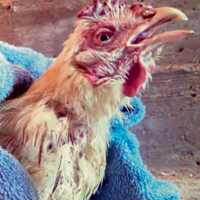 עובד בלולים של מילועוף חושף התעללות קשה בתרנגולות