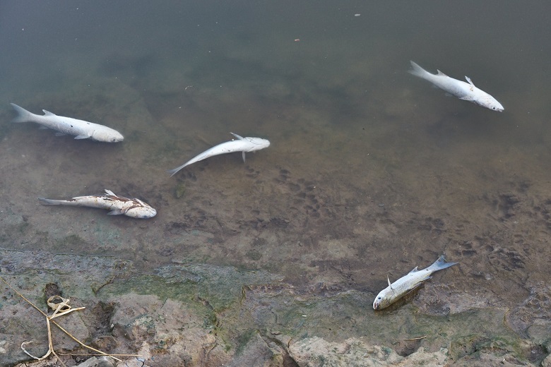 עשרות אלפי דגים גוססים על גדות נחל איילון