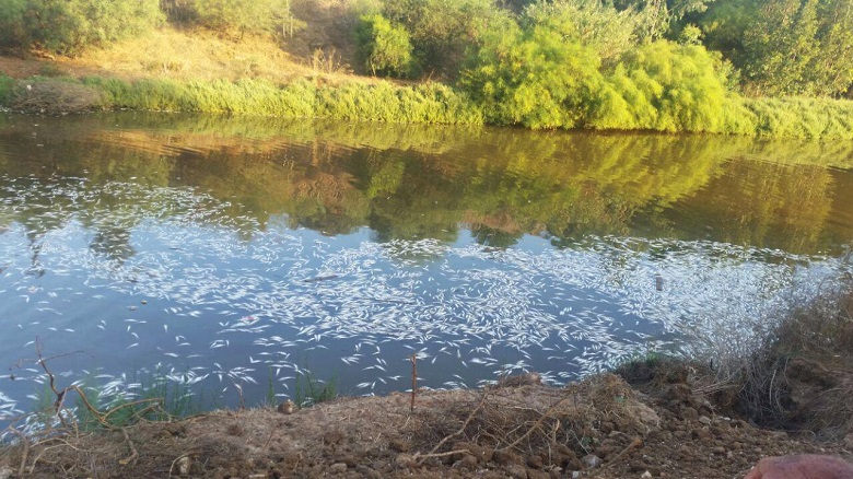 עשרות אלפי דגים גוססים על גדות נחל איילון