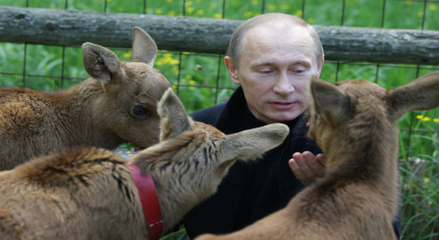 רוסיה: פוטין הכריז על החמרת הענישה על התעללות בבעלי חיים