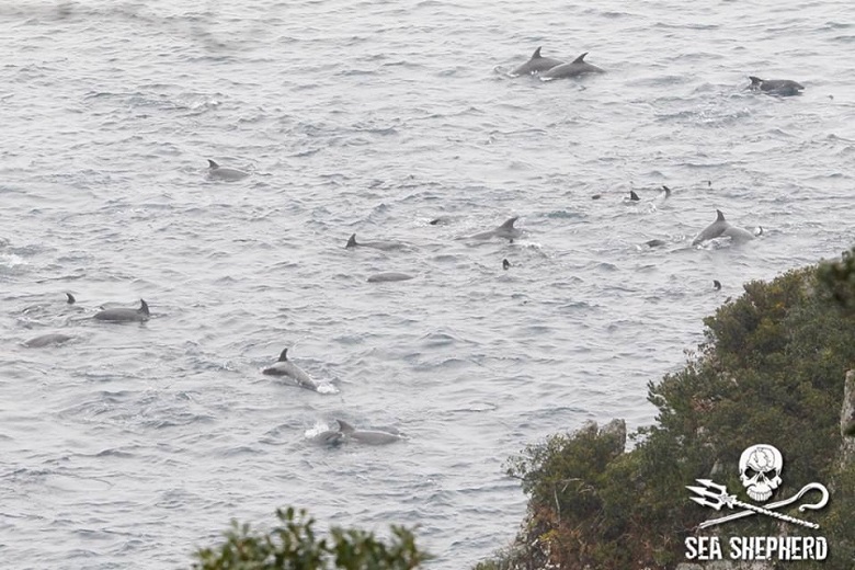 דולפינים כלואים במפרץ ליד טאיג'י, יפן