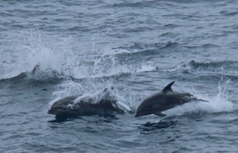 דולפינים כלואים במפרץ ליד טאיג'י, יפן