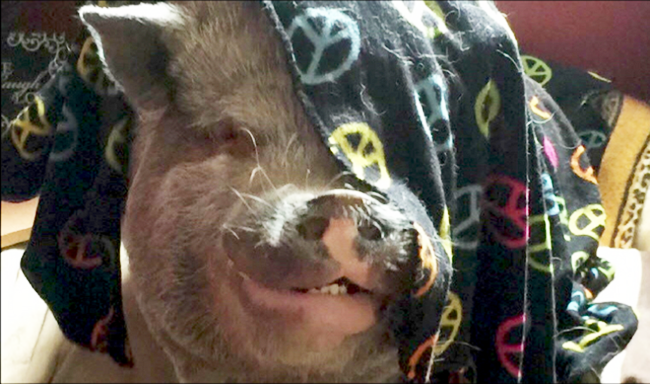 ניו יורק: משפחה נדרשה להיפטר מחזיר המחמד שלה
