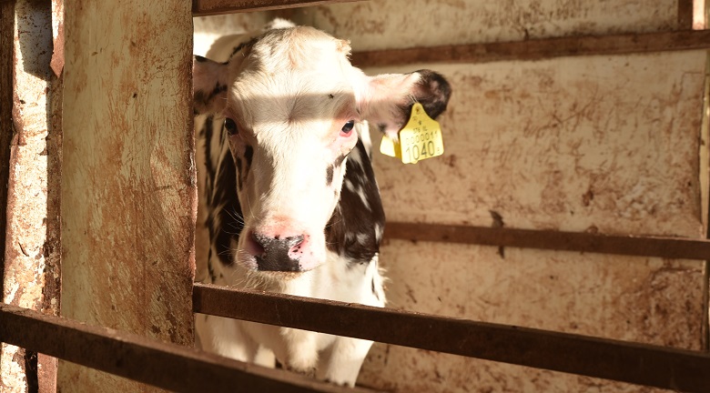 הודו אוסרת על מכירת בקר לשחיטה
