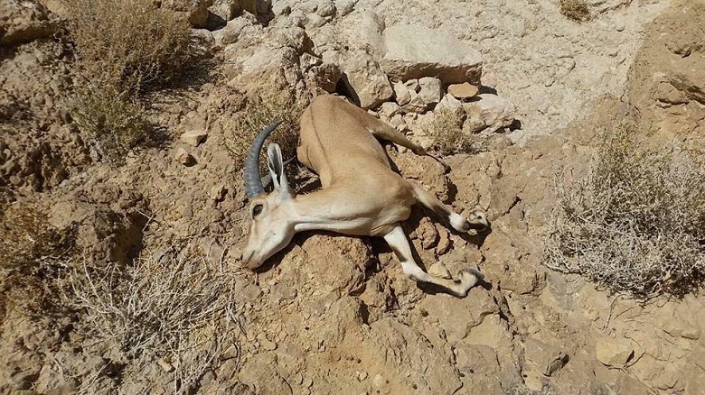 תחילת השפעות אסון נחל אשלים