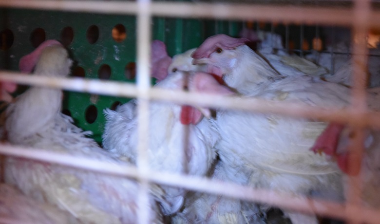 תעשיית בעלי החיים באסיה יוצרת סיכונים בריאותיים כלל עולמיים