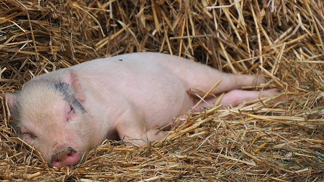 בריטניה: מגיפת הפטיטיס אי שמקורה מוצרי חזיר