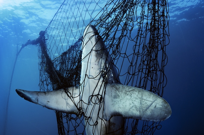 Credit: Brian Skerry