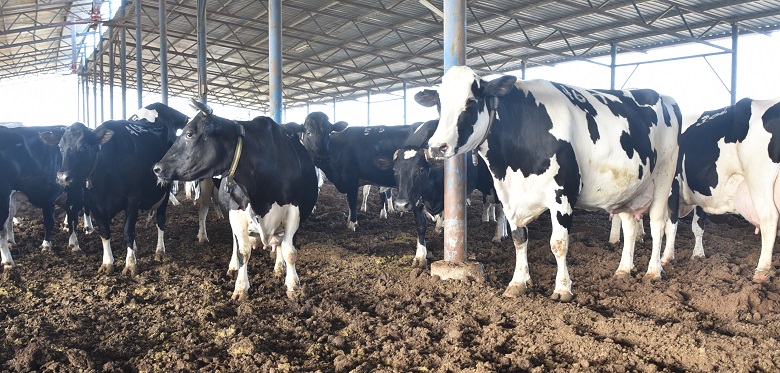 נושא תעשיית בעלי החיים יעלה לדיון בכנס שינויי האקלים