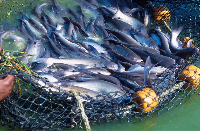 וושינגטון: הצעת חוק לאיסור על גידול דגים בכלובי רשת בים