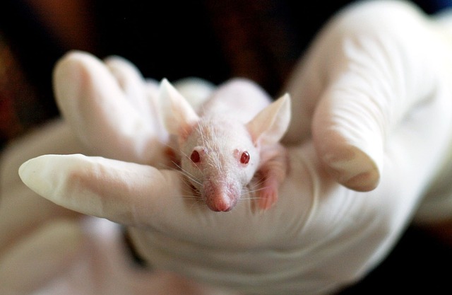 ארצות הברית: המכון הלאומי לבריאות מתכנן לשים סוף לניסויים בבעלי חיים