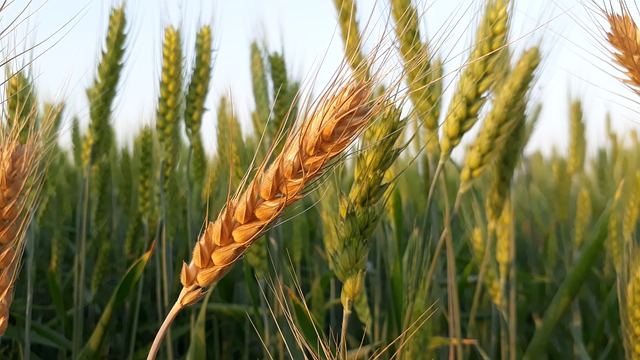 מכון ויצמן למדע: ייצור מזון מן הצומח יעיל מייצור מוצרים מן החי עד פי 20