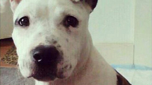 ארצות הברית: אדם נשלח למאסר לאחר שהתעלל בכלבתו