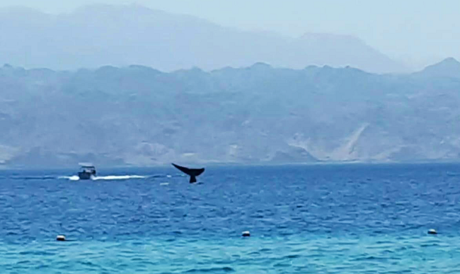 לוויתן גדול-סנפיר נצפה באילת