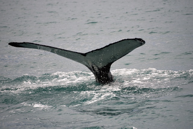 איסלנד: יחודש ציד הלווייתנים