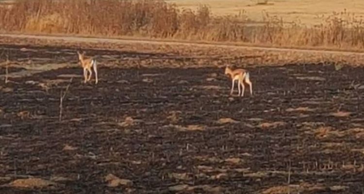 PETA מגיבים לטרור העפיפונים של חמאס