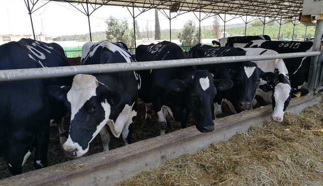 תכנית: פתיחת שוק החלב לתחרות, פיצוי רפתנים שייפגעו