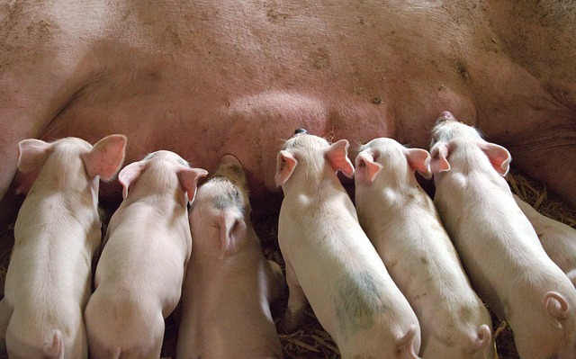 חברת בשר החזיר הגדולה בעולם חטפה קנס ותסגור דיר גדול