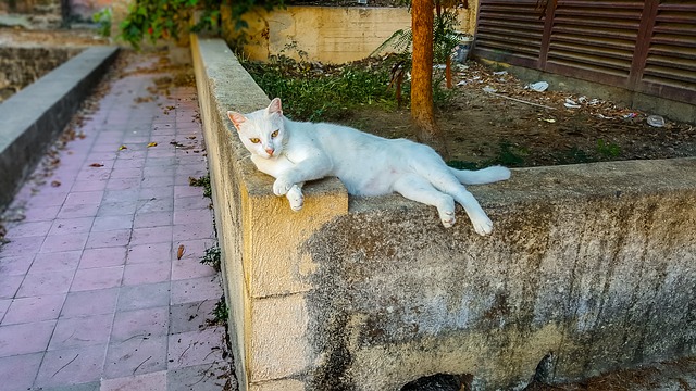 עיריית נתניה נגד עיקור וסירוס חתולים