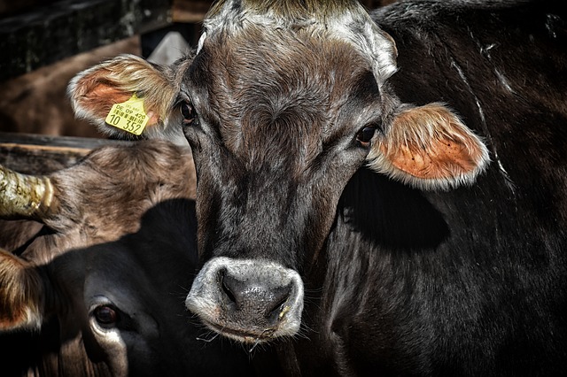 אימפוסיבל בורגר: בשר בעלי חיים ייעלם תוך 17 שנים