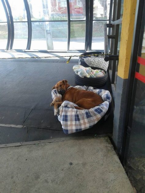 תחנת אוטובוסים מרכזית בברזיל פותחת את שעריה לכלבים חסרי בית