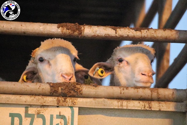 חשד לאירוע דבר בטלאי יבוא