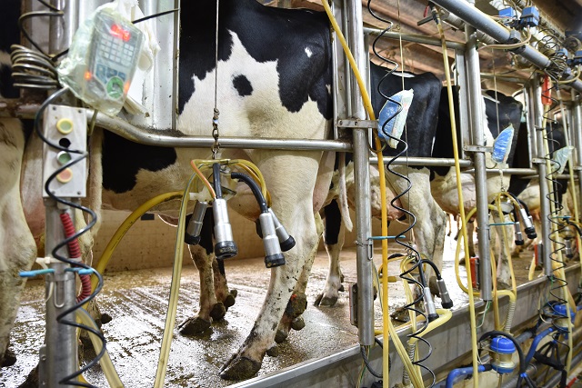 בכירים בתעשיית החלב: אפס סובלנות כלפי התנועה הטבעונית