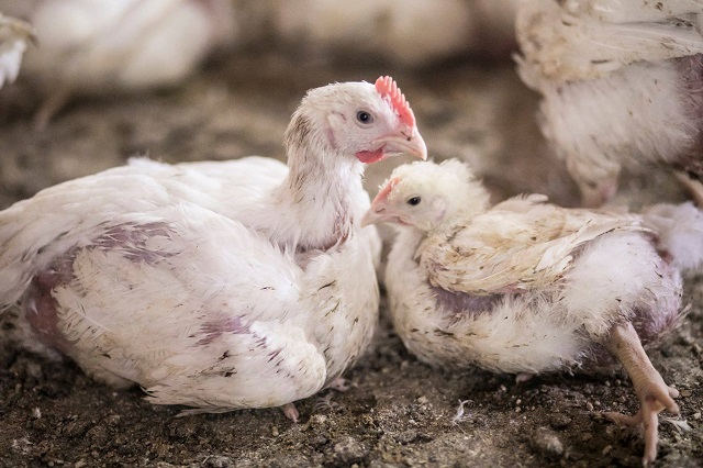 סעודיה, תרנגולות מברזיל - וישראל