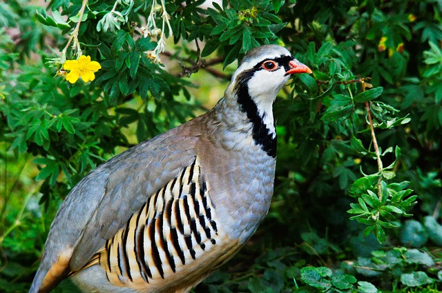 15 עופות מוגנים נמצאו מתים בעקבות ציד לא חוקי - החשודים זוכו
