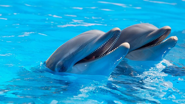 קנדה אוסרת על כליאה והרבעה של לוויתנים ודולפינים