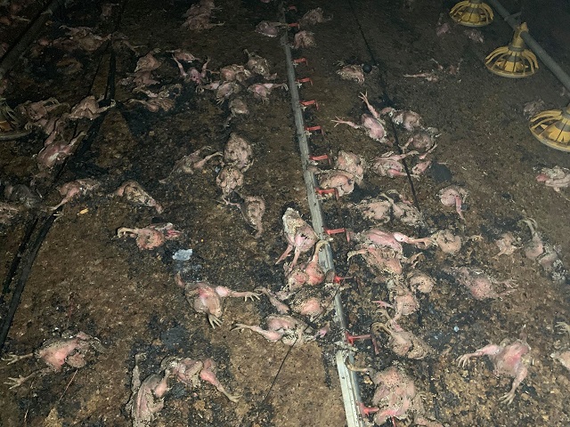 כ-60,000 תרנגולים נספו בשריפה במשק ביישוב דבורה