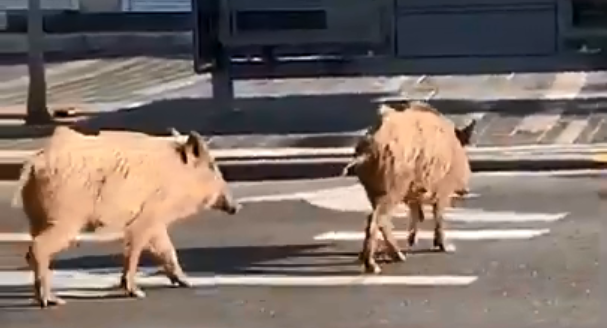 חיפה: חזירי בר משוטטים ברחובות העיר