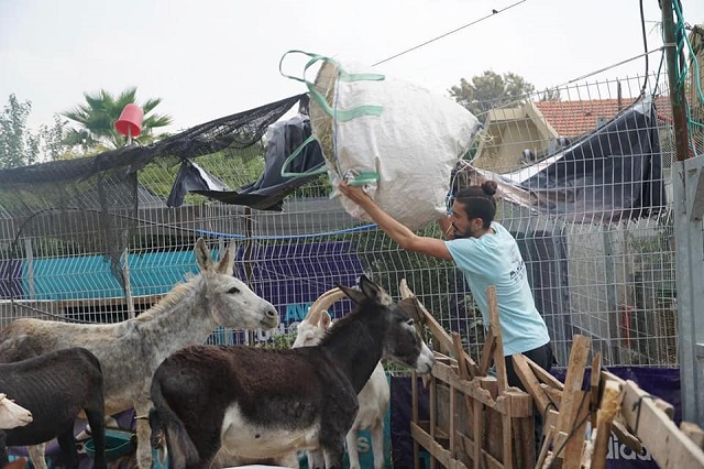 חוזה השכירות של החווה של יוסי הסתיים, ובעלי החיים זקוקים לעזרתכם