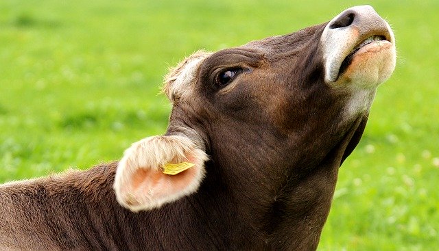 רפתנים בבריטניה מבקרים החלטת אוניברסיטאות לאסור על מכירת בשר