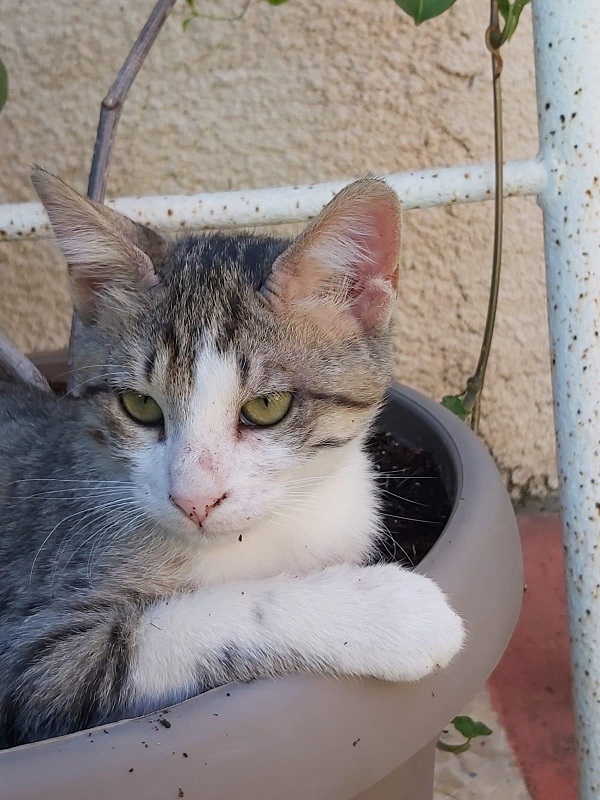 הפנינג אימוץ חתולים ביום שישי הבא בדיזנגוף סנטר