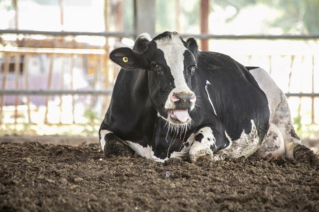 ארצות הברית: יצרנית מוצרי חלב גדולה שנייה פושטת רגל תוך חודשיים
