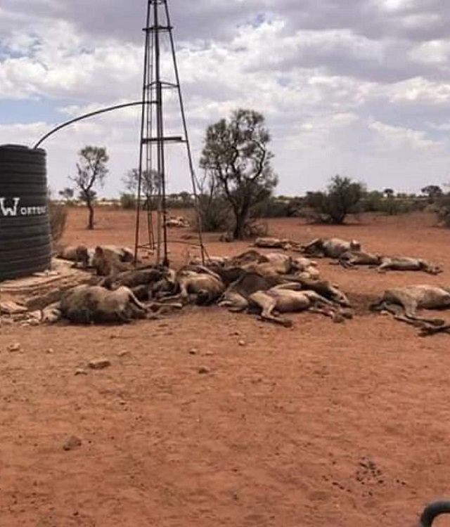 גמלים נטבחים באוסטרליה