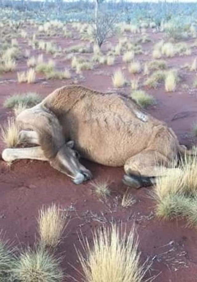גמלים נטבחים באוסטרליה
