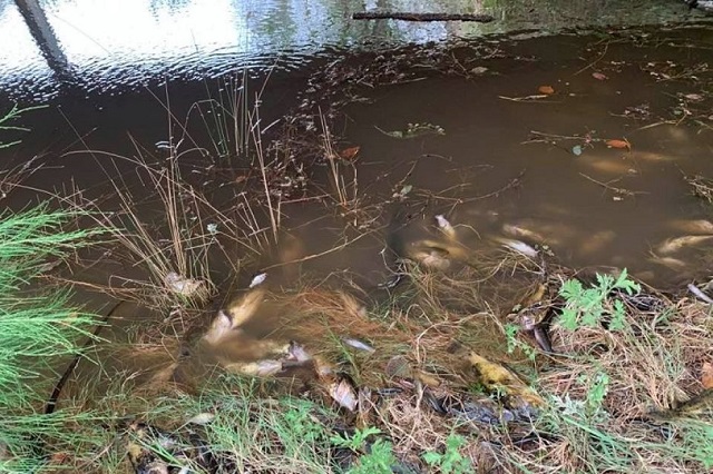אוסטרליה: תמותה מסיבית של דגים לאחר היסחפות אפר לנהר