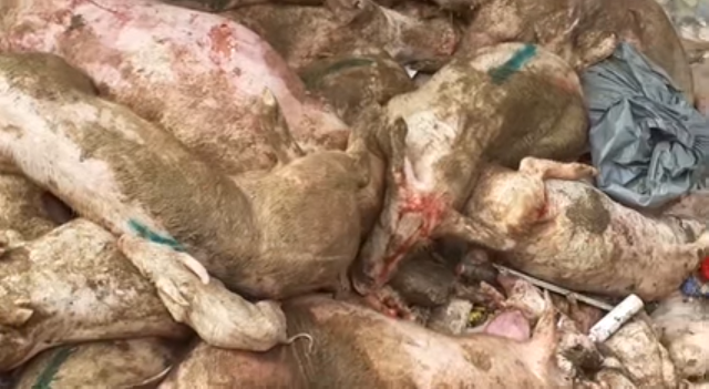 אעבלין: עשרות חזירים מתים וגוססים במכולה