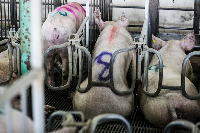 דבר חזירים אפריקאי - המחלה החדשה שמאיימת על תעשיית החזירים בארצות הברית
