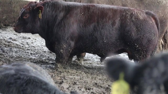 חוות פיטום: שלושה תיעודים של קירות שקופים