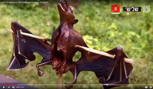 דווקא בזמן מגפת הקורונה: אכילת עטלפים בפריים טיים