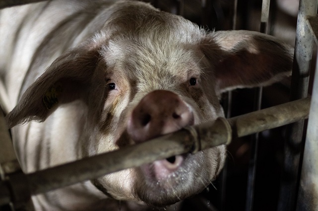 מגדלי החזירים בארצות הברית בהפסד של 5 מיליארד דולר