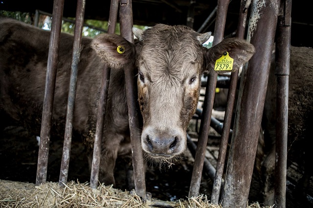 בלומברג: העולם סוף סוף מאבד עניין בבשר