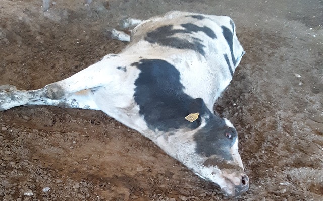 הונאה וסכנה בריאותית במכירה פומבית של פרות
