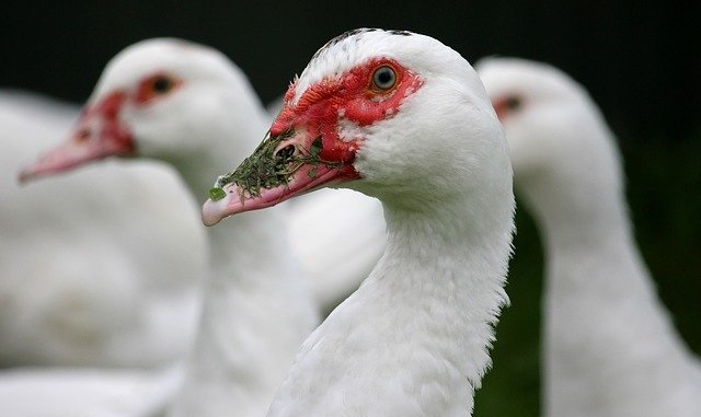 קריאה להשמיד 400,000 ברווזים עקב התפרצות שפעת העופות