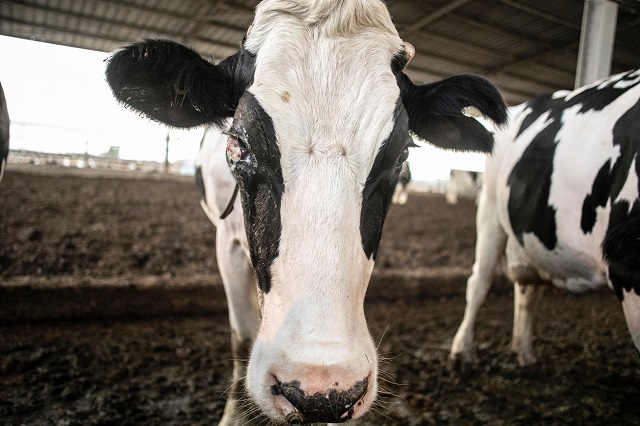 משרד החקלאות האמריקאי: צרכנים מחליפים מוצרי חלב במוצרים טבעוניים