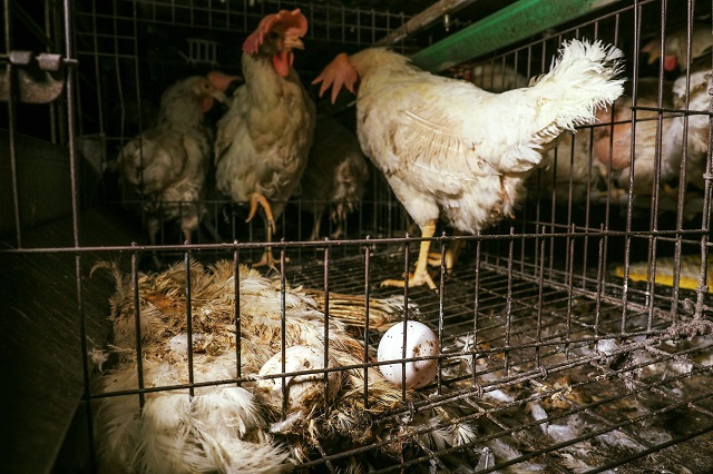רוסיה: זן של שפעת העופות עבר לבני אדם